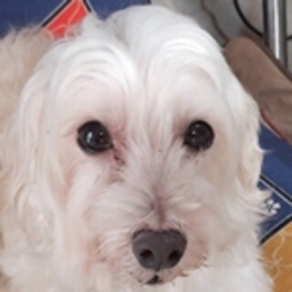 保護犬ナンバーＤ１６０６　マルチーズ✕トイプードル