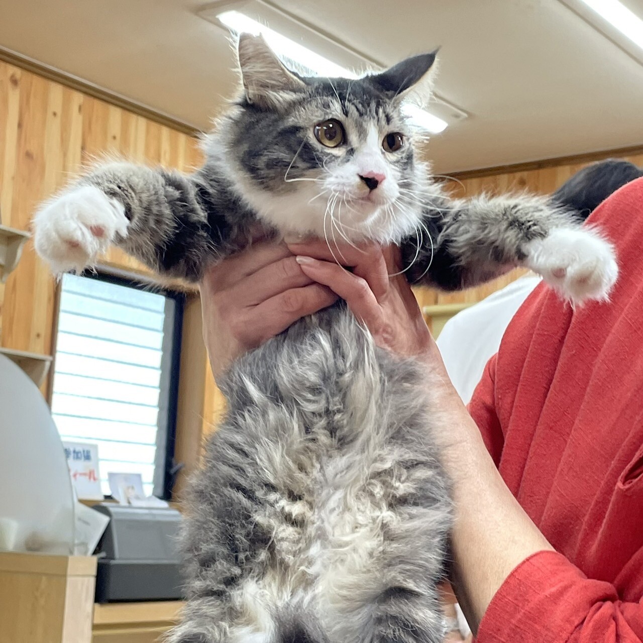 イケにゃん長毛靴下猫 さ」兵庫県 - 猫の里親募集(467125) 3枚目の