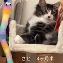 イケにゃん長毛靴下猫　さとくん(ФωФ)