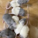ファンシーラットのベビー残り4匹