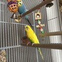 生後1年のオス２匹　セキセイインコ