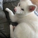 白い秋田犬の仔犬の里親になってくださる方募集
