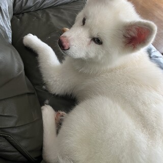 白い秋田犬の仔犬の里親になってくださる方募集