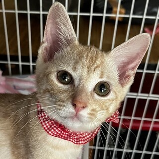 クリーム茶トラ兄弟の里親さん募集（うめお）