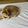 の写真