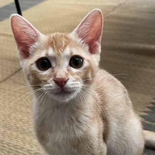 クリーム茶トラ兄弟の里親さん募集（よしお）