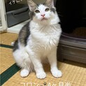 長毛イケにゃん男子(=^ェ^=)