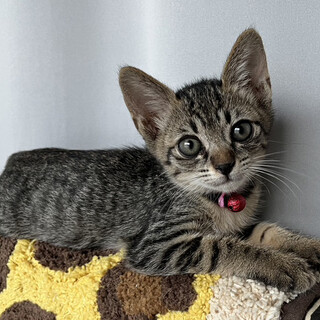 【イチゴ】声出して鳴かないおっとり女子