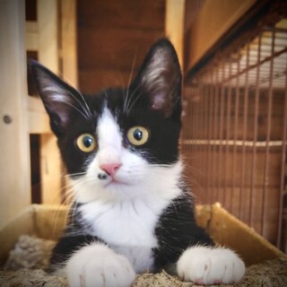 子猫3ヶ月、里親募集中