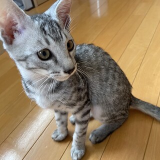 【トライアル中】抱っこ大好き甘えっ子のさー君❤️