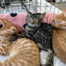 名古屋市緑区猫の譲渡会