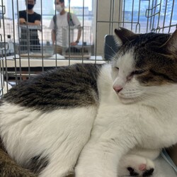 名古屋市緑区猫の譲渡会