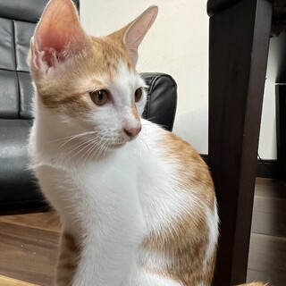 茶白のやんちゃくん！里親募集中です！