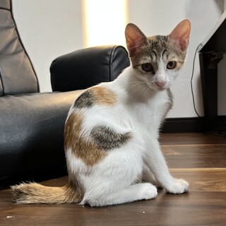 やんちゃなみけちゃん、里親を募集しています