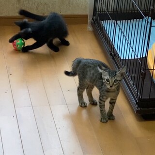 爆風仲良し兄妹です。