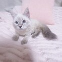 顔立ち抜群！性格◎（無料譲渡との理由あり）