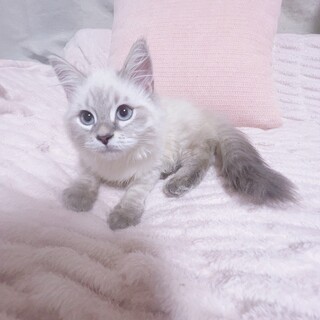 顔立ち抜群！性格◎（無料譲渡との理由あり）