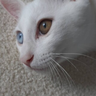 綺麗なオッドアイ！馴れなれの　はくちゃん