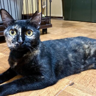 【8/27⭐️堺東にて譲渡会】参加猫ななちゃん