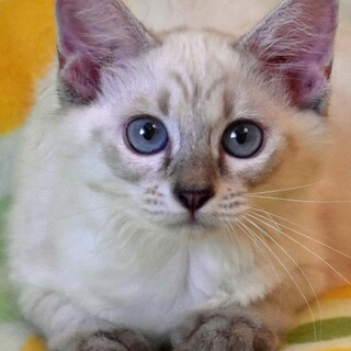 シャム系ミックス美人のプリンちゃん