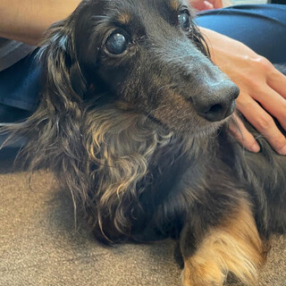 明るいダックスの男の子です