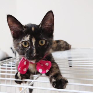 【8/27⭐️堺東にて譲渡会】参加猫しぃちゃん