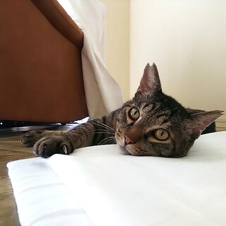 甘えん坊♡まんまる丸顔の福之助