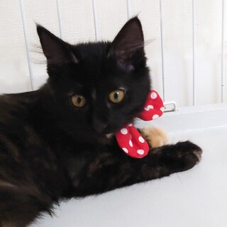 【8/27⭐️堺東にて譲渡会】参加猫くぅちゃん