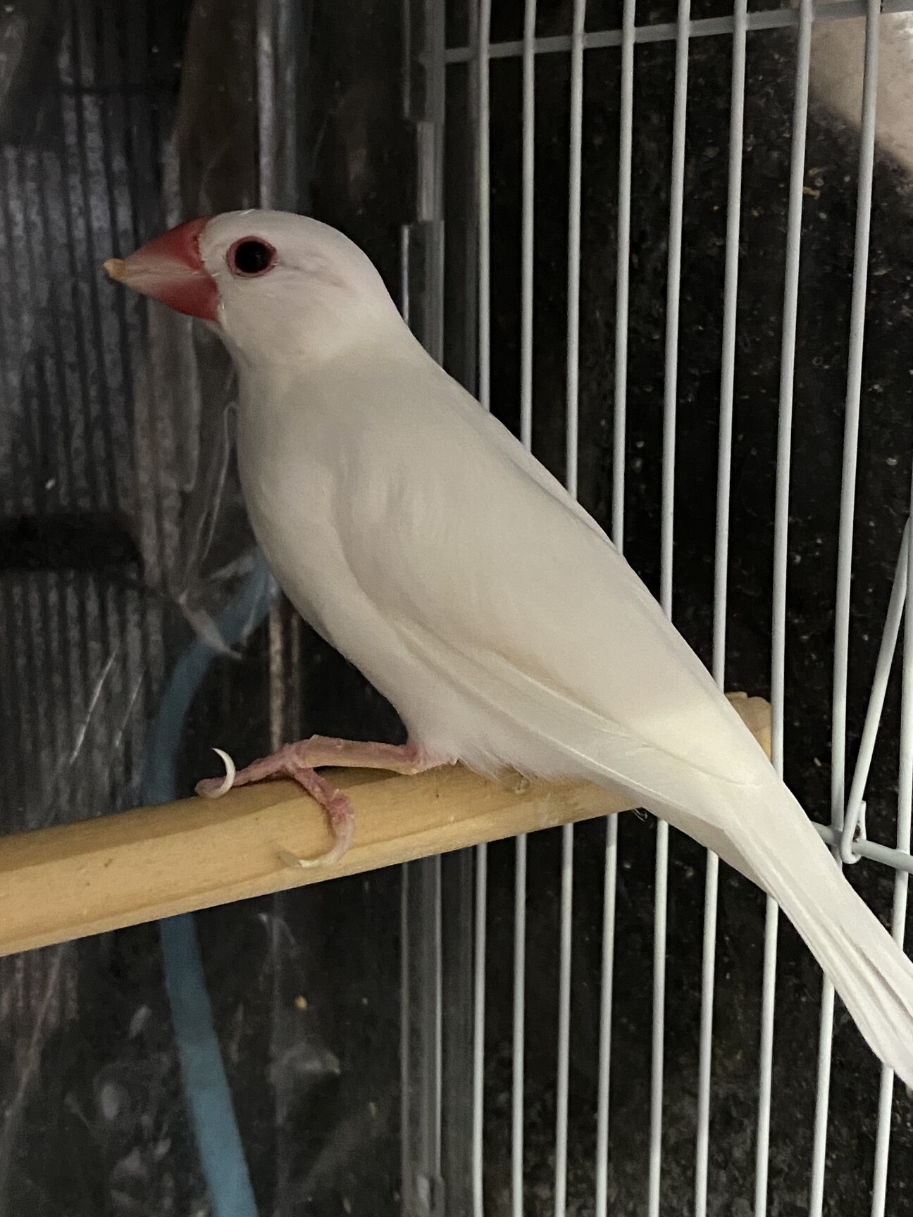 交渉中】白文鳥2羽(オ」神奈川県 - 鳥の里親募集(467184) :: ペット