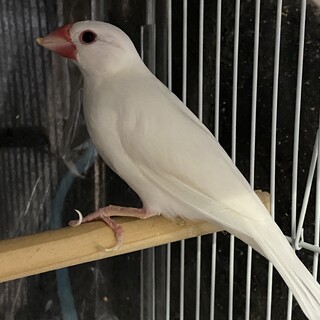 【交渉中】白文鳥2羽(オス)の里親さん募集