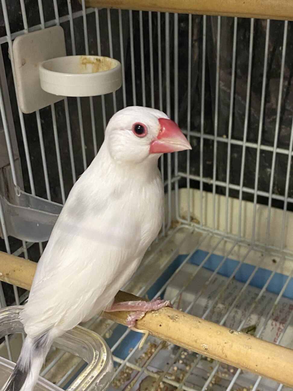 交渉中】白文鳥2羽(オ」神奈川県 - 鳥の里親募集(467184) 3枚目の