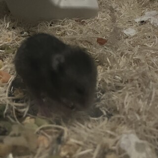 ゴールデンハムスターもらって下さい