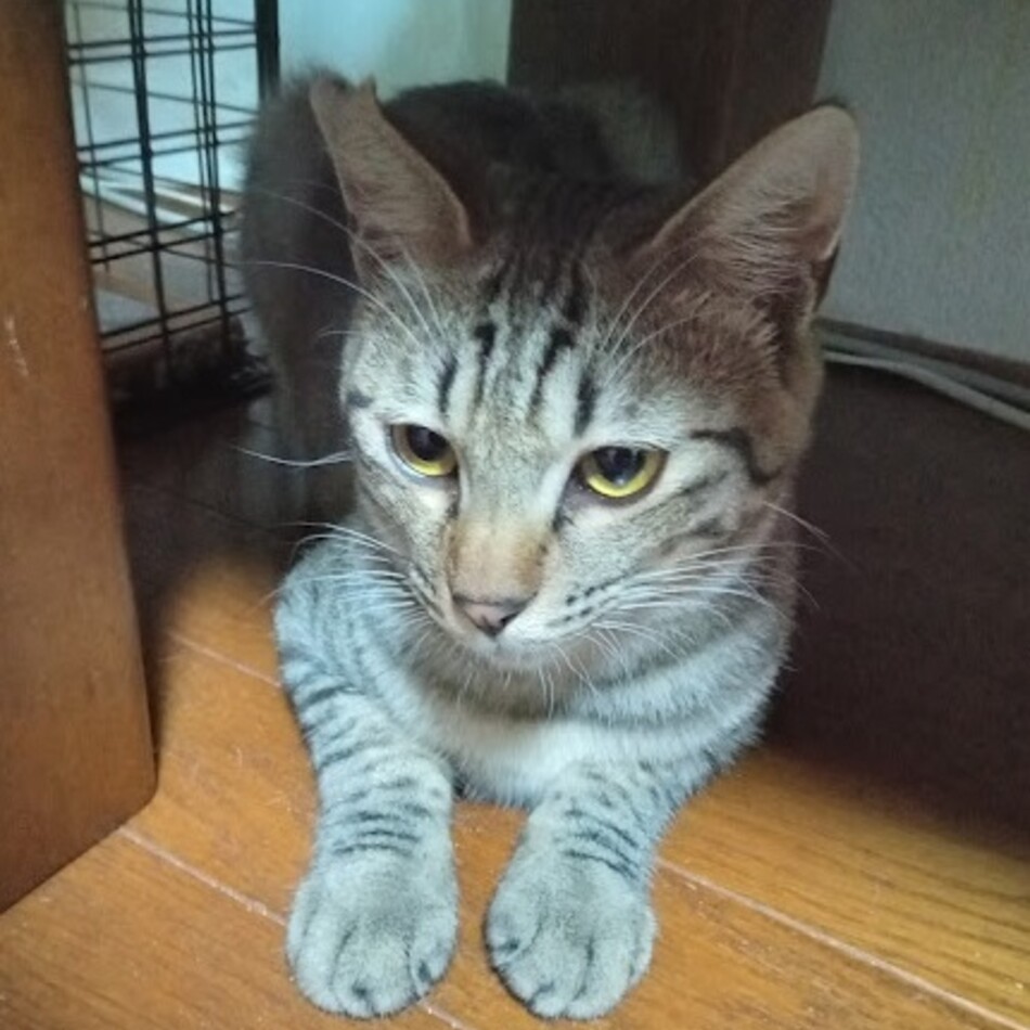 チャキのカバー写真