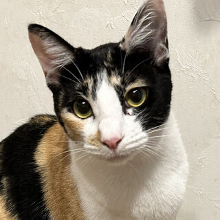 甘えん坊な三毛の女の子＊いとちゃん・3歳