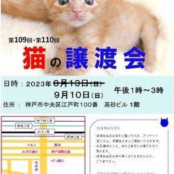 猫の譲渡会in神戸三宮 ¨ 猫のミーナ ¨