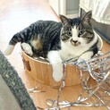 【愛嬌たっぷり！】485085で再募集中！