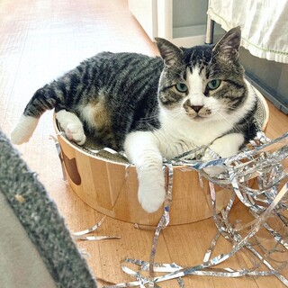 【愛嬌たっぷり！】485085で再募集中！