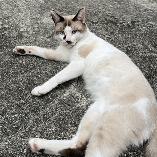 ブルーな瞳が魅力的な男の子