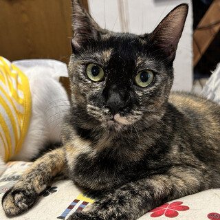 明るく元気なサビ猫の女の子＊こぎんちゃん・3歳