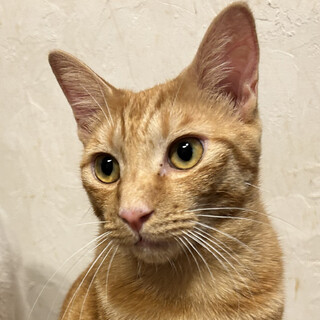 やんちゃで甘えん坊の茶トラ⭐︎つむぎくん・3歳