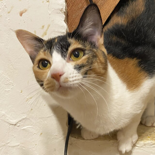 抱っこ大好きな三毛の女の子＊こあさちゃん・3歳