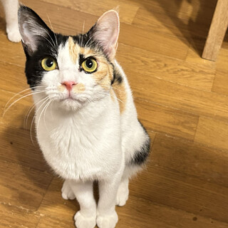 甘えん坊な白三毛の女の子＊もめちゃん・3歳