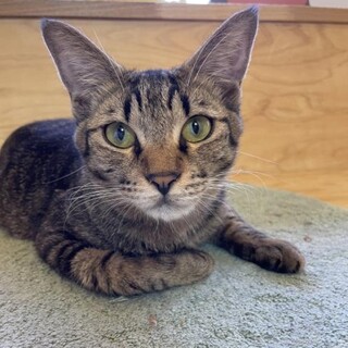 マッサージが得意なchibi！