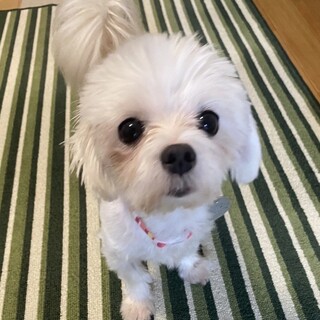 穏やかで心優しいマルチーズ女の子♡