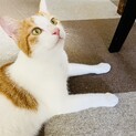 緊急募集！大人しく人懐こい甘えん坊　茶白