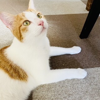 緊急募集！大人しく人懐こい甘えん坊　茶白