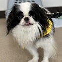 ふんわり笑顔のかわいい狆の男の子♪