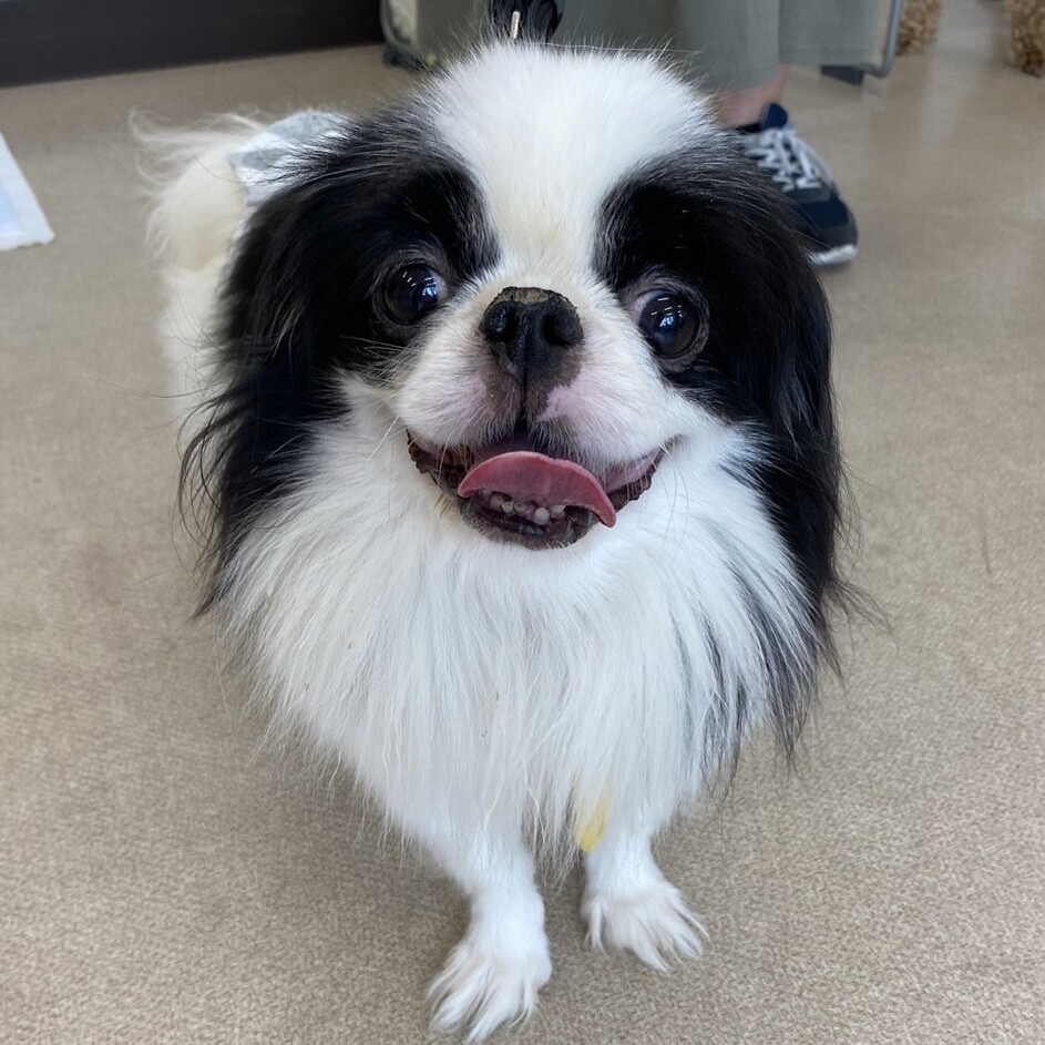 「ふんわり笑顔のかわいい狆...」愛知県 - 犬の里親募集(464400) 2枚目の画像 :: ペットのおうち【里親決定25万頭！】