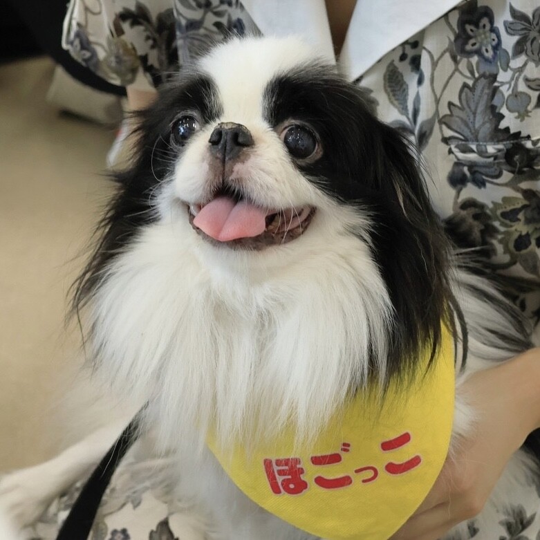 「ふんわり笑顔のかわいい狆...」愛知県 - 犬の里親募集(464400) 3枚目の画像 :: ペットのおうち【里親決定25万頭！】