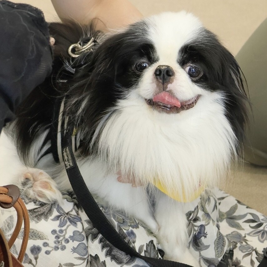 「ふんわり笑顔のかわいい狆...」愛知県 - 犬の里親募集(464400) 6枚目の画像 :: ペットのおうち【里親決定25万頭！】